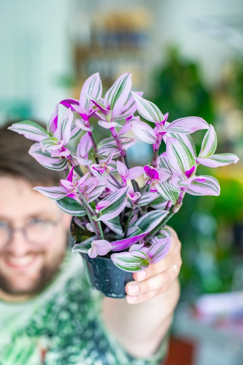 Tradescantia Nanouk-1.jpg