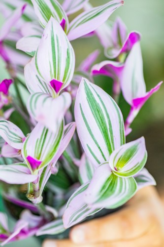 Tradescantia Nanouk-2.jpg