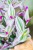 Tradescantia Nanouk-2.jpg