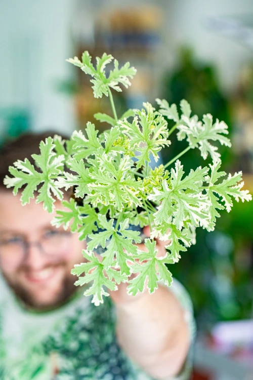 Geranium Variegata ø12 cm-1.jpg