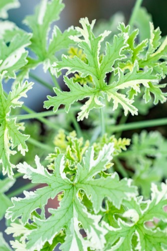 Geranium Variegata ø12 cm-2.jpg
