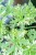 Geranium Variegata ø12 cm-2.jpg