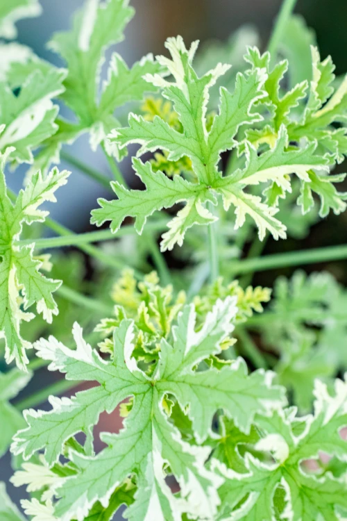 Geranium Variegata ø12 cm-2.jpg