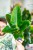 Philodendron Imperial Green ø14 cm-1.jpg