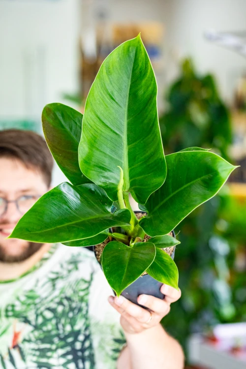 Philodendron Imperial Green ø14 cm-1.jpg