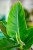 Philodendron Imperial Green ø14 cm-2.jpg