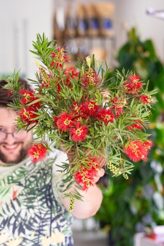 Callistemon Citrinus ø17cm-1.jpg