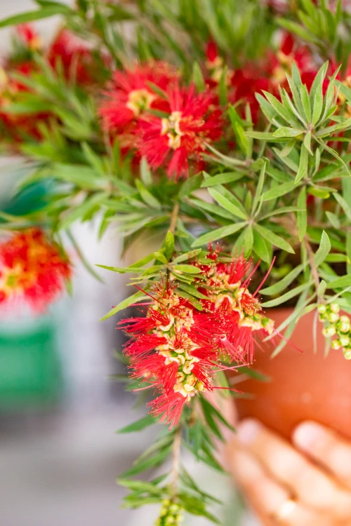 Callistemon Citrinus ø17cm-2.jpg