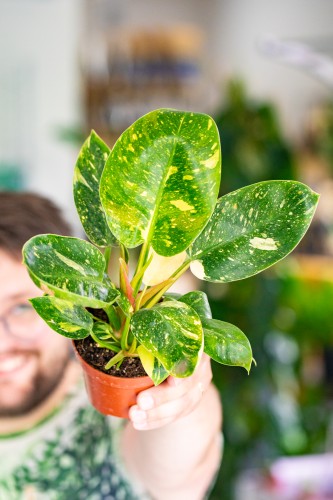 Philodendron Green Congo Hybrid ø10,5 cm-1.jpg