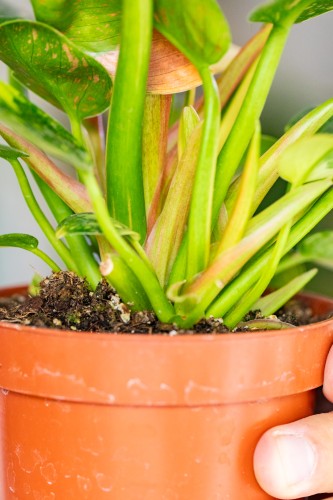 Philodendron Green Congo Hybrid ø10,5 cm-2.jpg