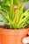 Philodendron Green Congo Hybrid ø10,5 cm-2.jpg
