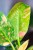 Philodendron Green Congo Hybrid ø10,5 cm-3.jpg