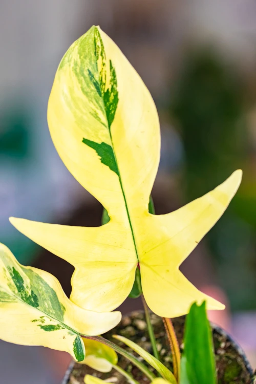 Philodendron Florida Beauty-2.jpg
