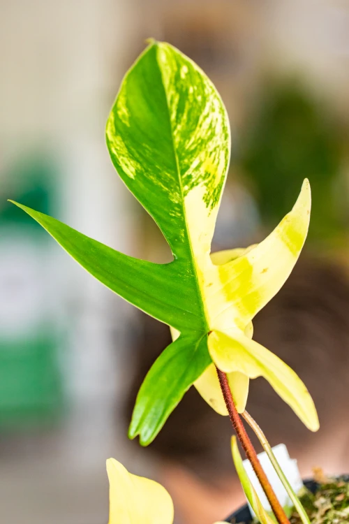 Philodendron Florida Beauty-3.jpg
