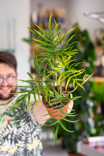 Philodendron Polypodioides-1.jpg