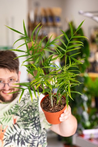 Philodendron Polypodioides-2.jpg
