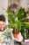Philodendron Polypodioides-2.jpg