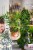 Philodendron Polypodioides-3.jpg