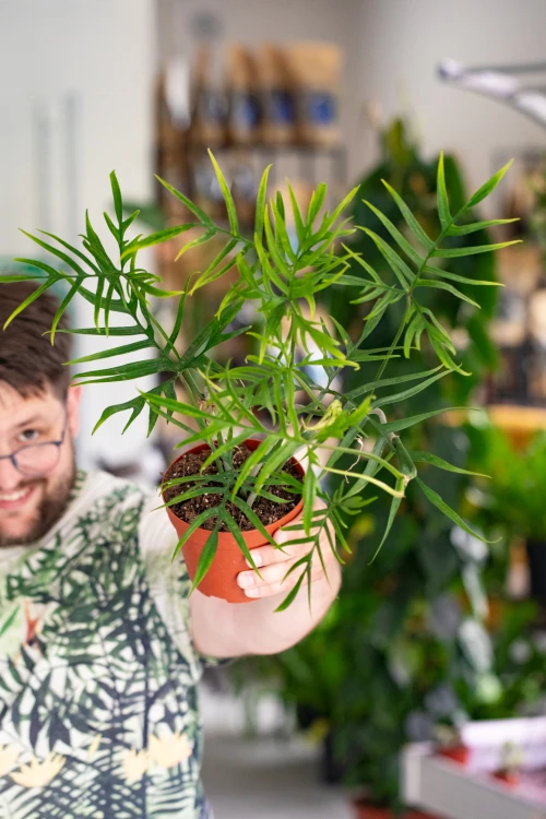 Philodendron Polypodioides-3.jpg