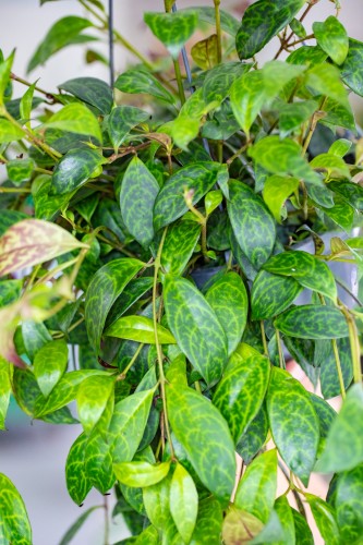 Aeschynanthus-2.jpg
