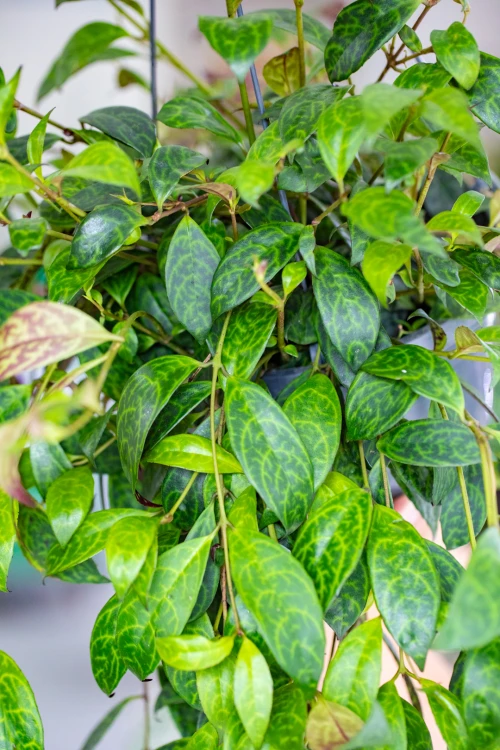 Aeschynanthus-2.jpg