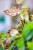 Aeschynanthus-3.jpg