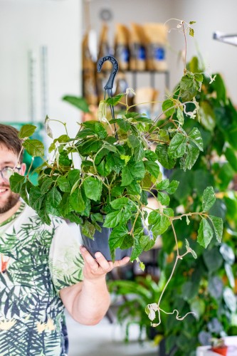 Cissus Rhombifolia ø19cm-1.jpg