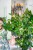 Cissus Rhombifolia ø19cm-1.jpg