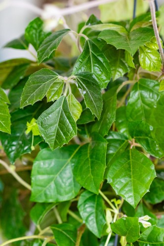 Cissus Rhombifolia ø19cm-2.jpg