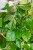 Cissus Rhombifolia ø19cm-2.jpg