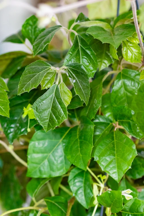 Cissus Rhombifolia ø19cm-2.jpg