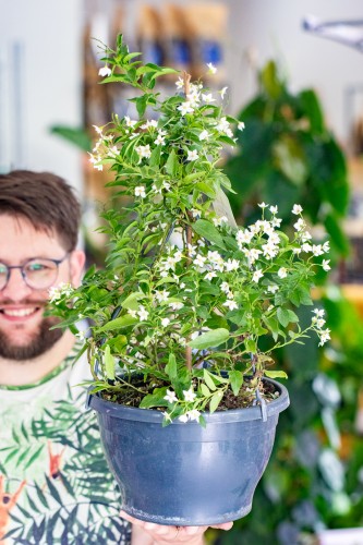 Solanum Jasminoides-1.jpg