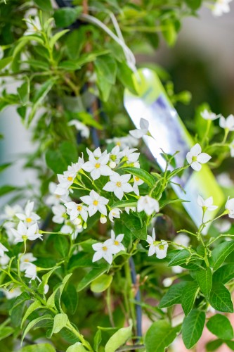 Solanum Jasminoides-2.jpg