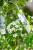 Solanum Jasminoides-2.jpg
