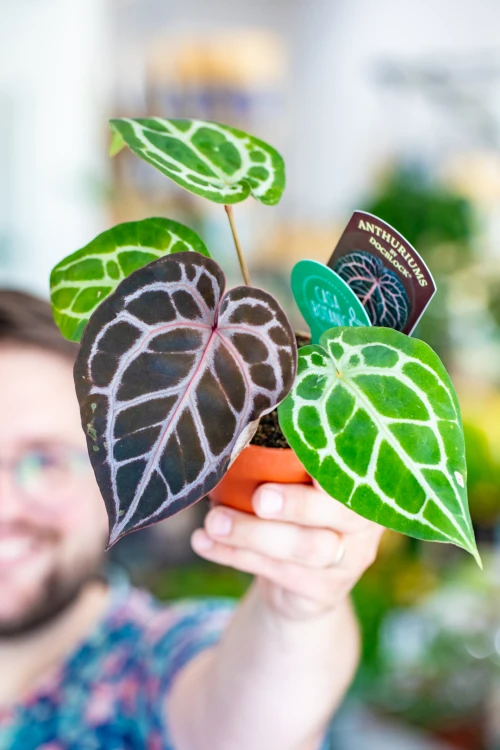 Anthurium Doc Block Michelle-1.jpg