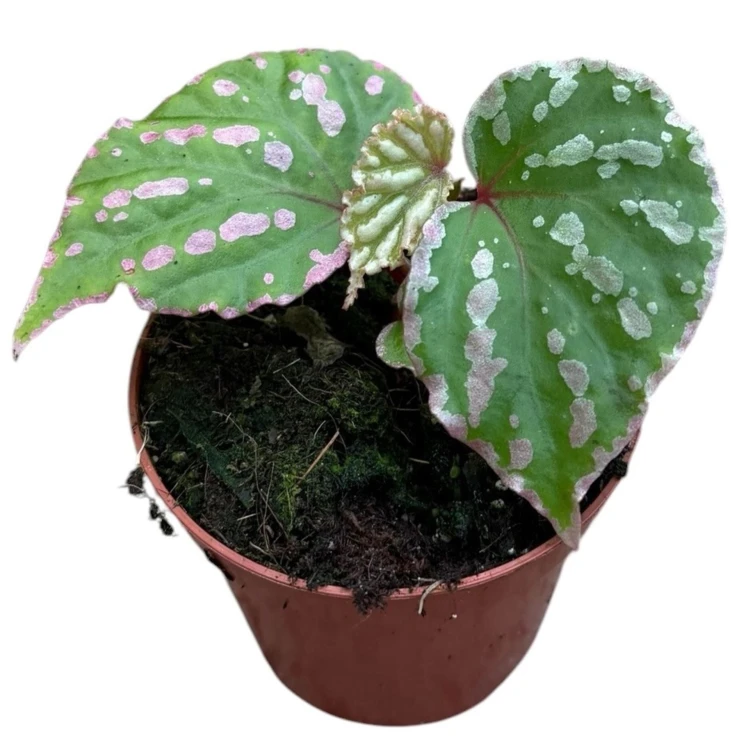 59a9f22a-3d00-4e8b-bea6-0e9a6e28a417.jpg