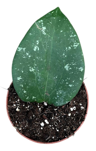 image_1000px.png