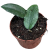 image_1000px.png