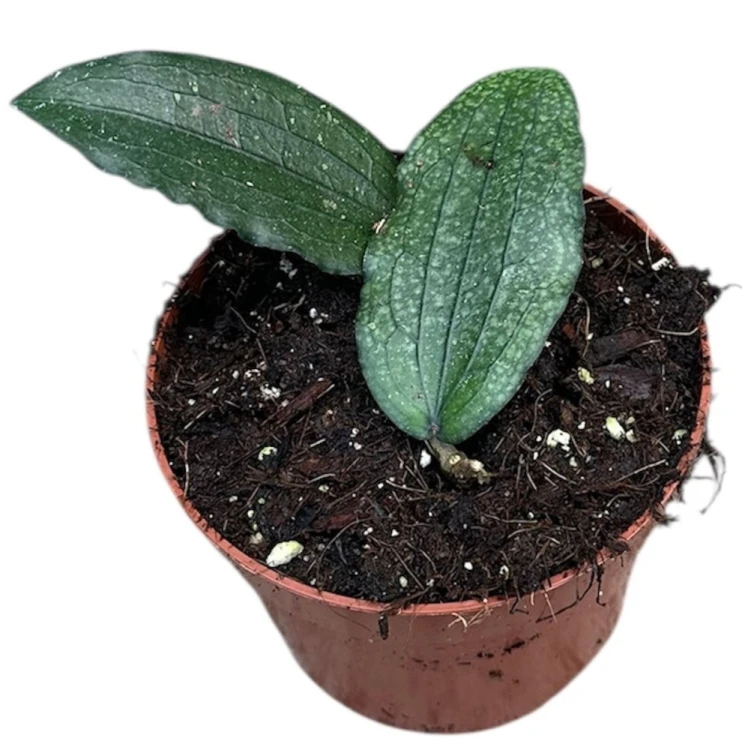 image_1000px.png
