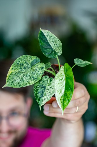 Alocasia Dragon Scale Mint-2.jpg