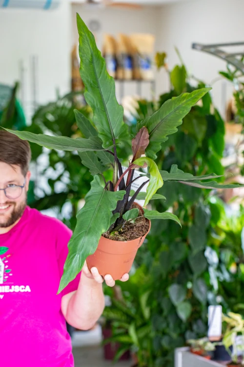 Alocasia Lauterbachiana-1.jpg