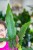 Alocasia Lauterbachiana-2.jpg