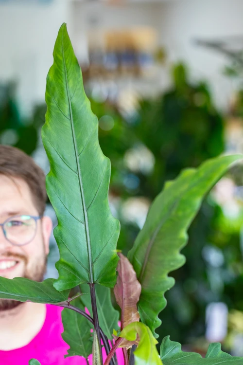 Alocasia Lauterbachiana-2.jpg