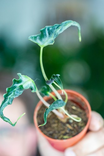 Alocasia Loco-1.jpg