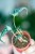 Alocasia Loco-1.jpg