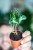 Alocasia Loco-2.jpg