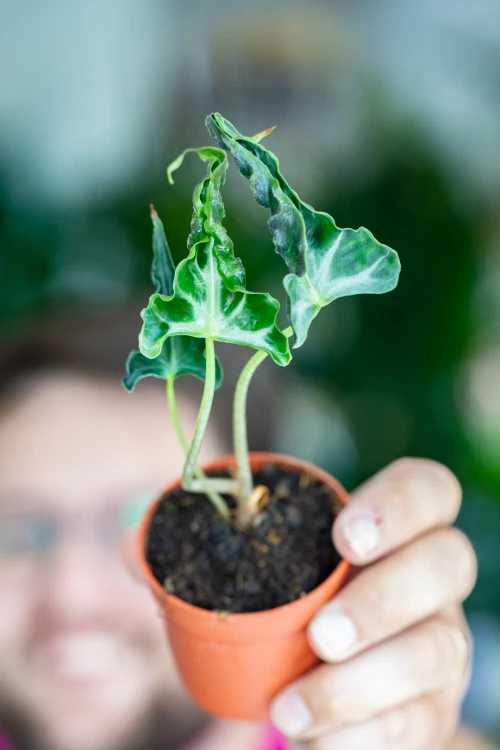 Alocasia Loco-2.jpg
