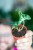 Alocasia Loco-3.jpg