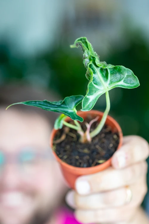 Alocasia Loco-3.jpg