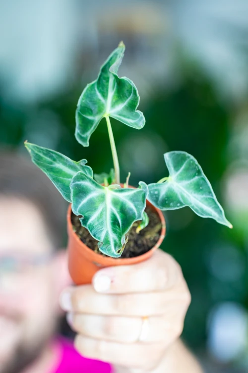 Alocasia Loco-4.jpg